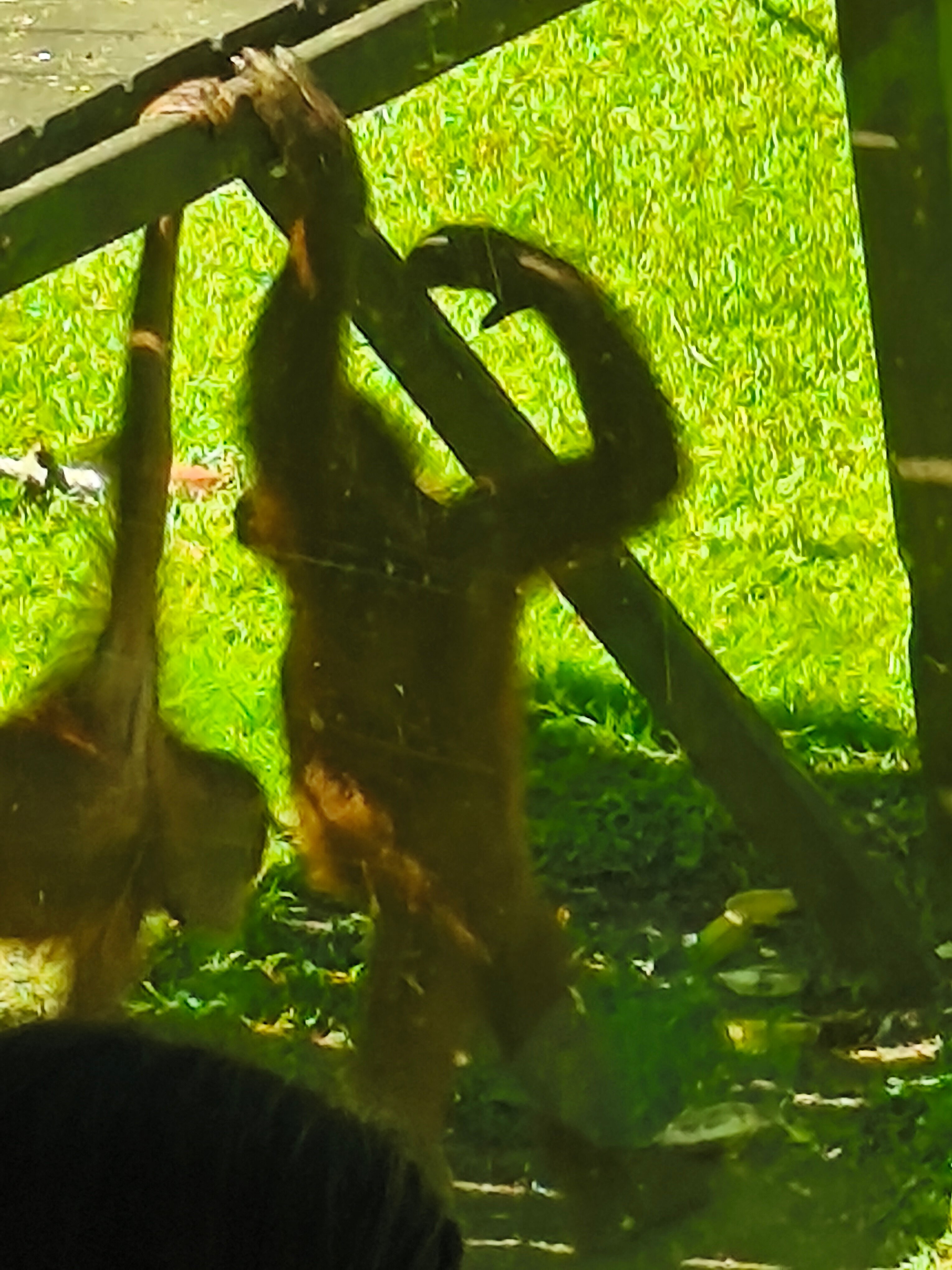 Borneo Sepilok Rainforest Resort-浴室