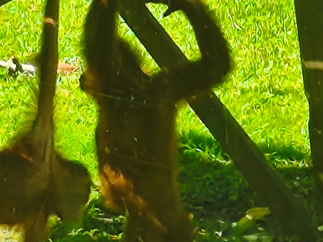 Borneo Sepilok Rainforest Resort主图