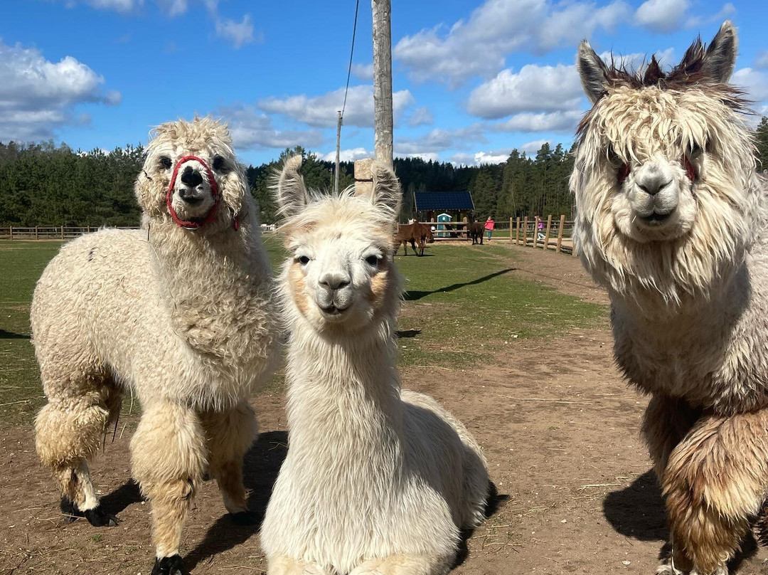 Raksi ZOO-Cesis必去景点