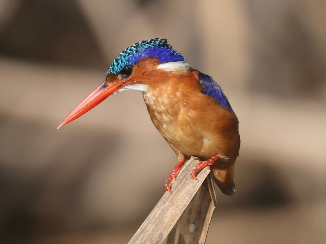 Absolute Ethiopia Tours-亚的斯亚贝巴必去景点