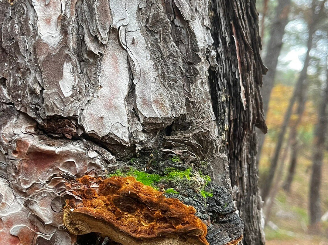 Petrified Forest Lefkimi-Lefkimmi必去景点