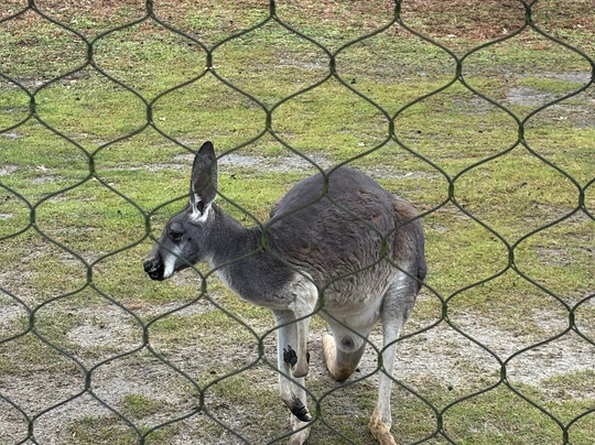 Cape May County Park & Zoo-开普梅考特豪斯必去景点