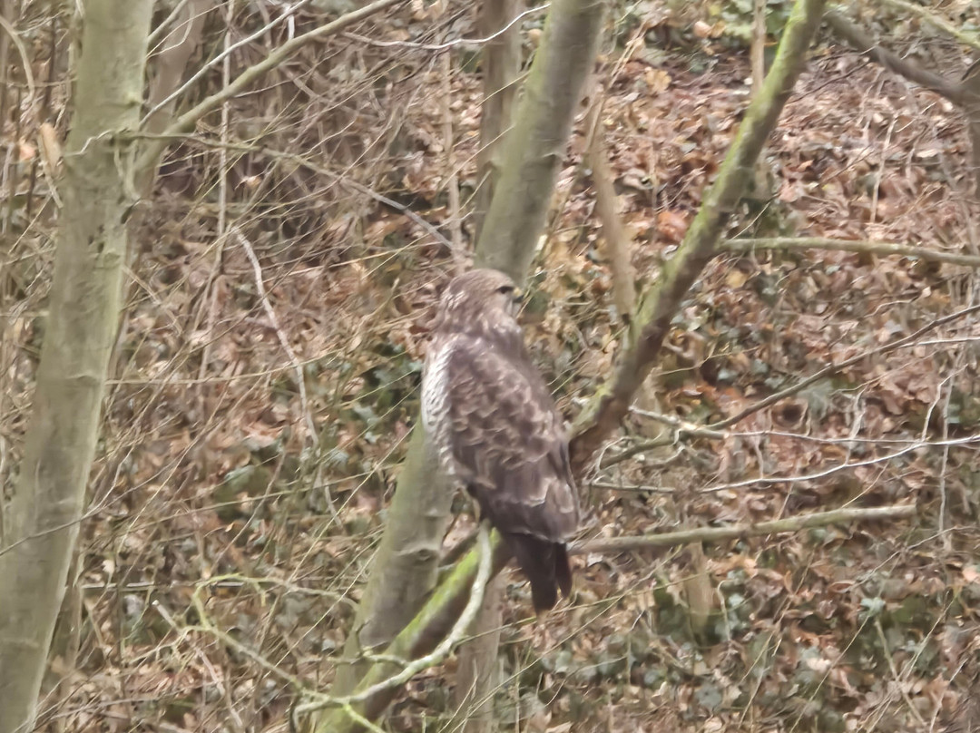 Hotel & Spa Wasserschloss Westerburg主图