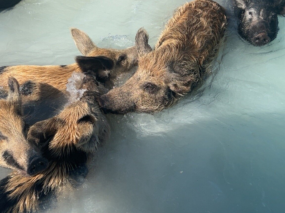 Long Island Boat Rentals-长岛必去景点