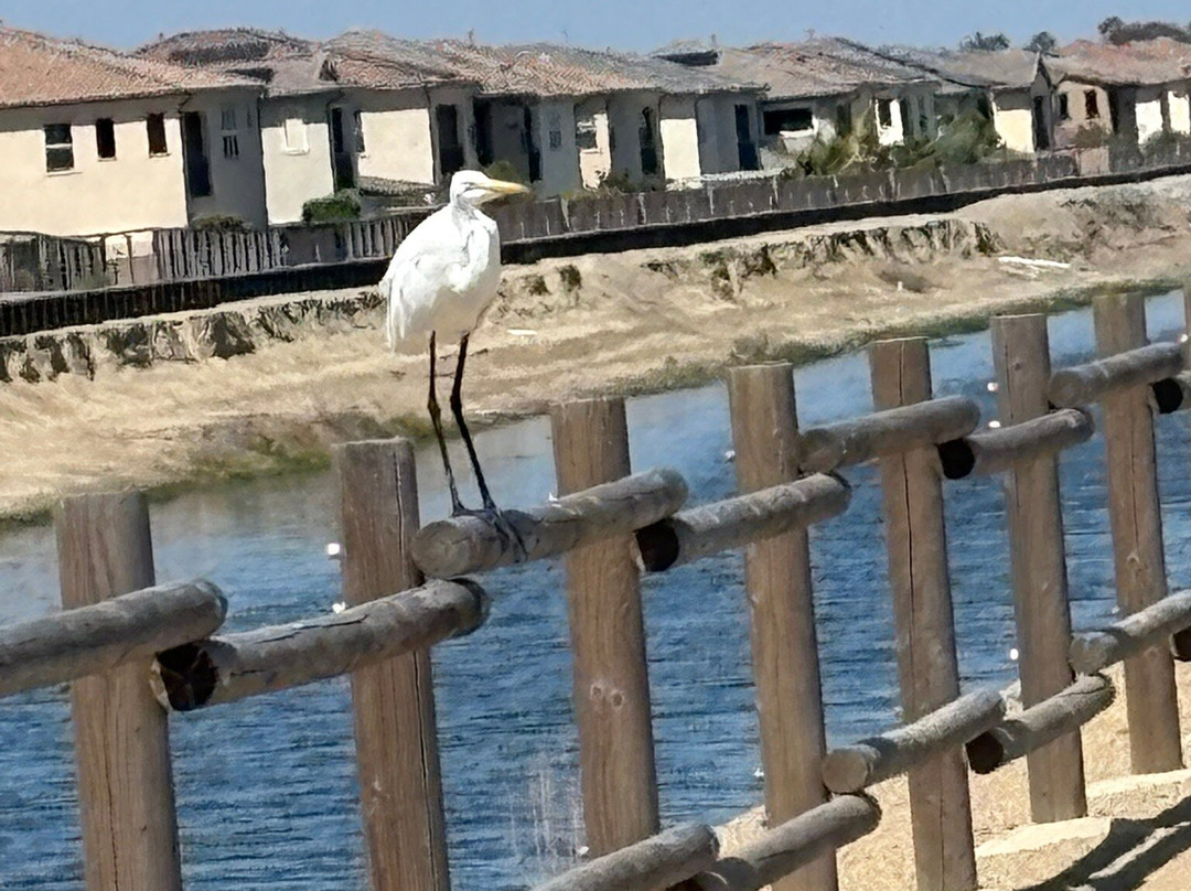 Bolsa Chica Ecological Reserve-亨廷顿海滩必去景点