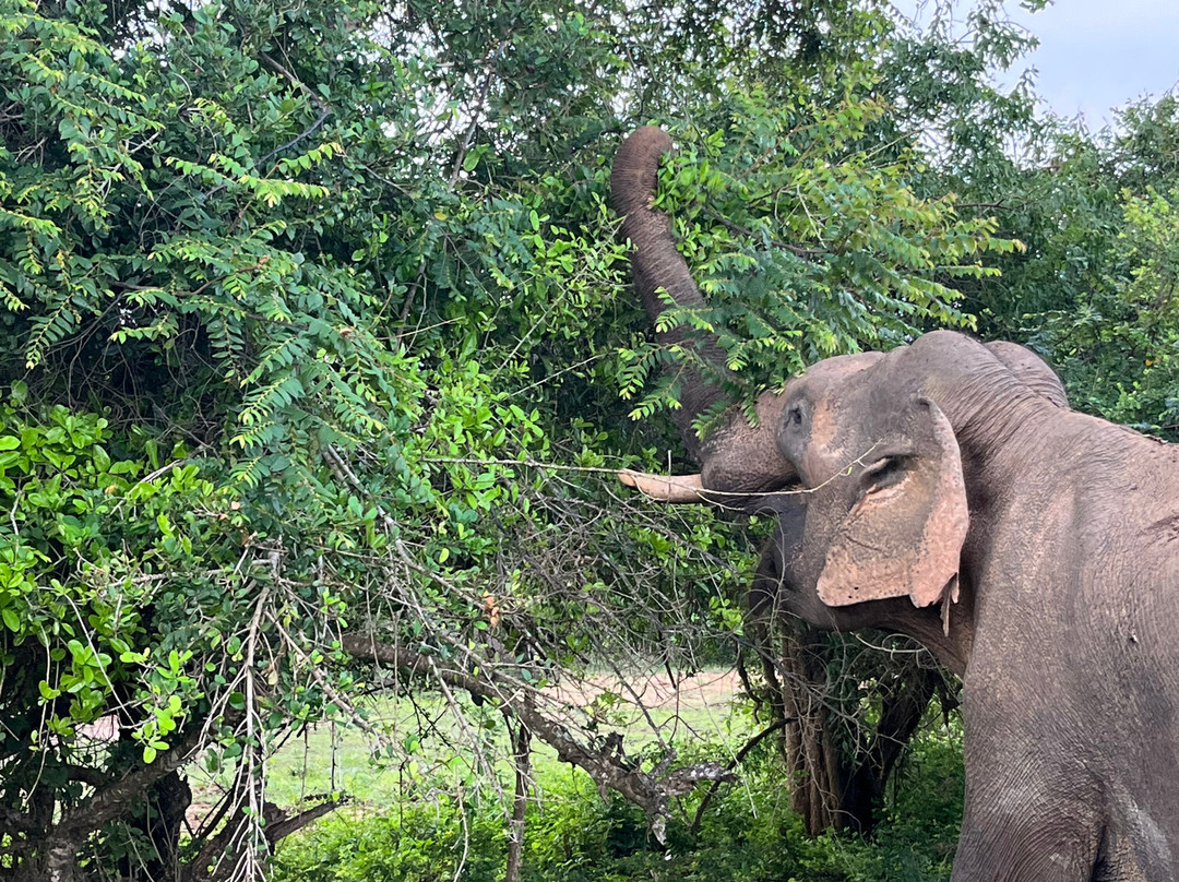 Amaya Tours-尼甘布必去景点