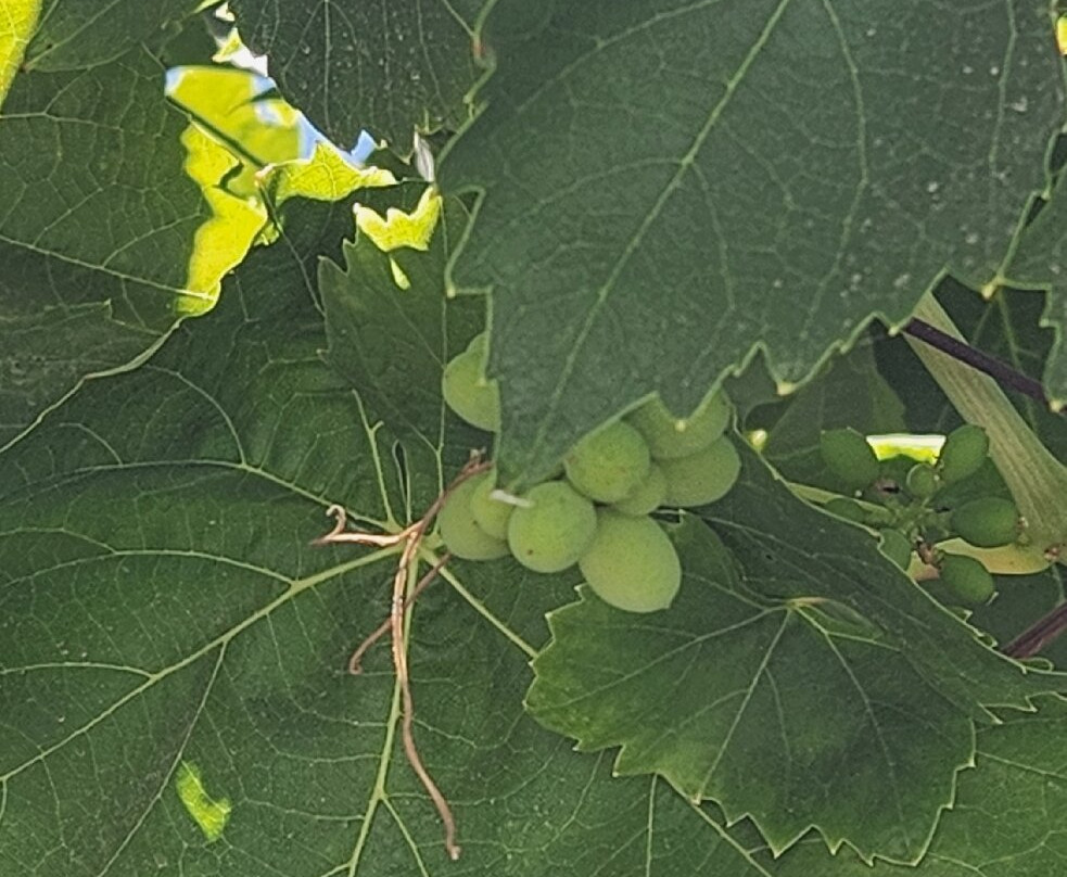 Viu Manent-圣克鲁斯必去景点