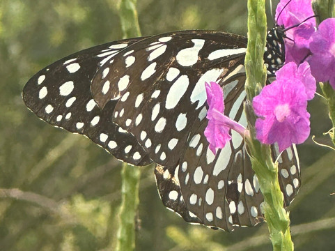 Wildnest Travel & Photography-孟买必去景点