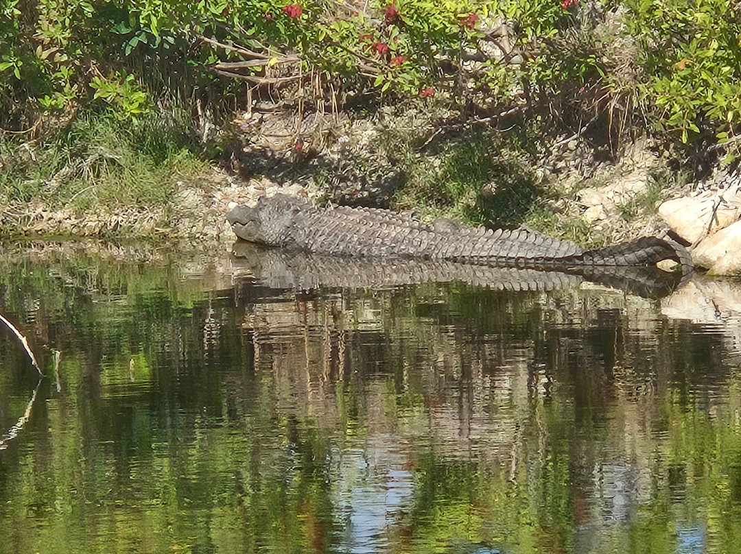 Wooten's Everglades Airboat Tour-奥乔皮必去景点