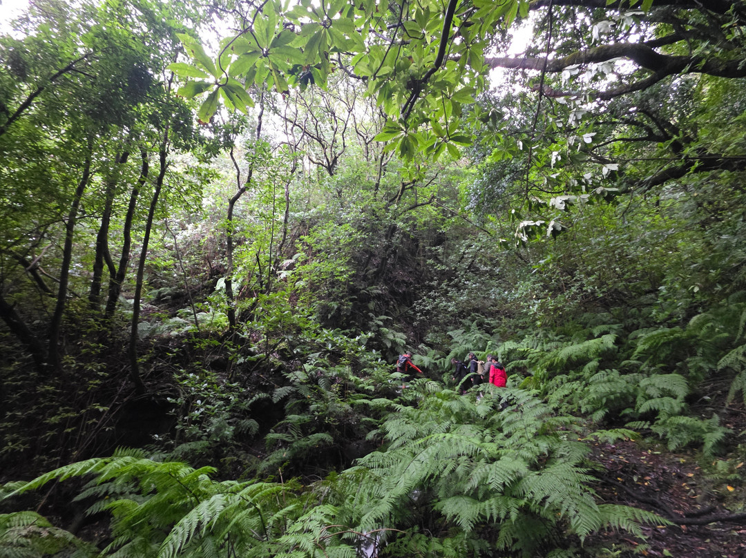 Madeira Wonder Hikes-沙尔必去景点