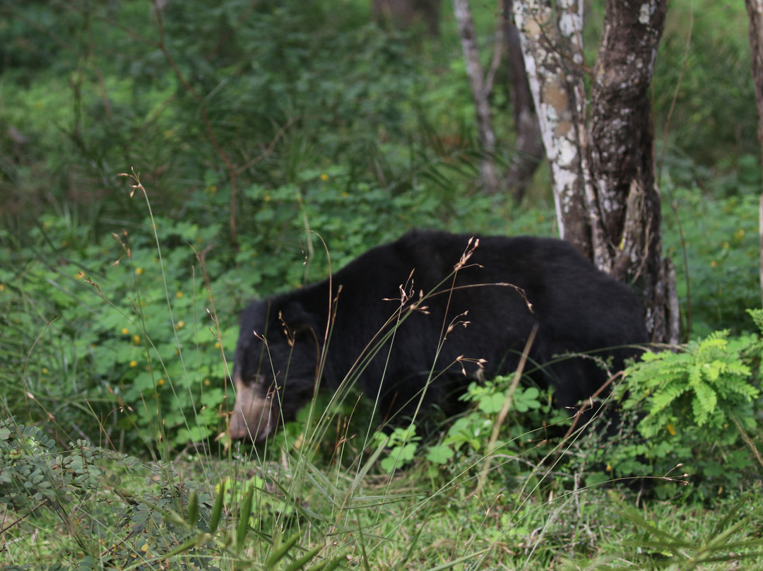 Wilpattu Safari Jeep-Wilpattu National Park必去景点