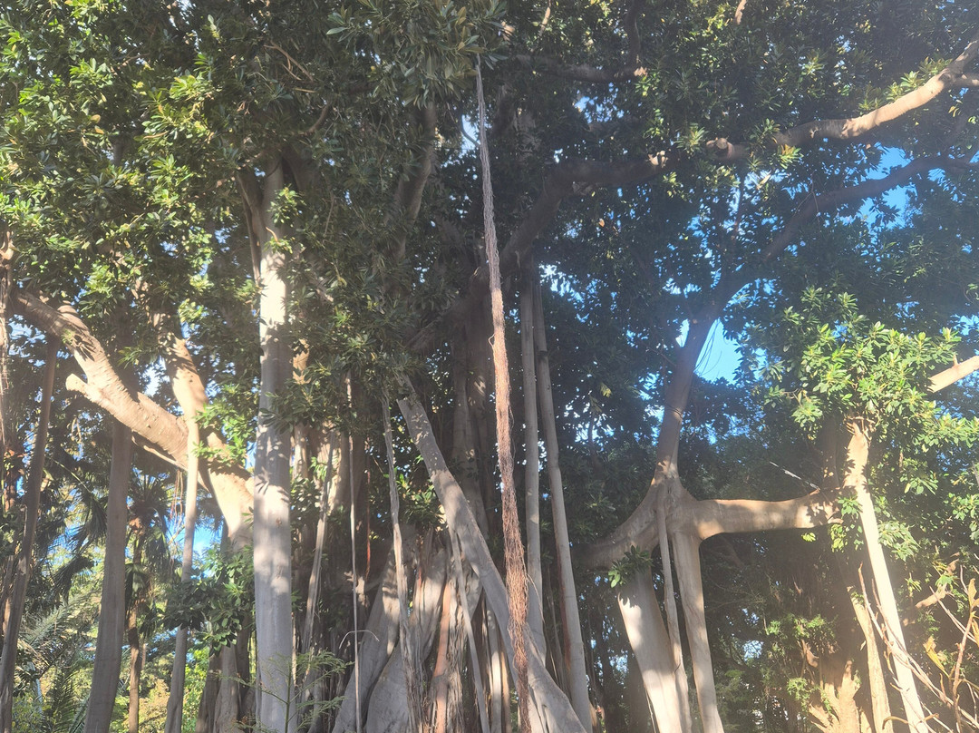 Botanischer Garten-德拉克鲁兹索尔港必去景点