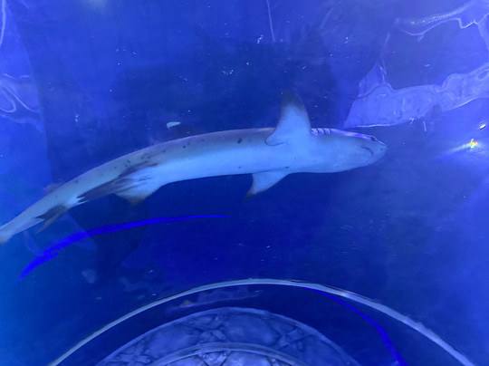 Hurghada Grand Aquarium-赫尔格达必去景点