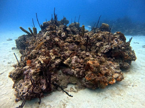 Ultra Marine Divers-蓬塔卡纳必去景点