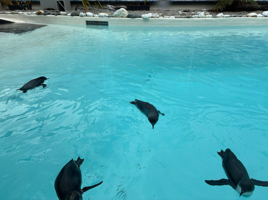 西海岸奇异鸟馆-弗朗茨约瑟夫（冰川）必去景点