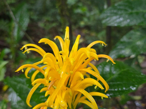 Alejandro Chaves Viquez Tour Guide-圣何塞必去景点