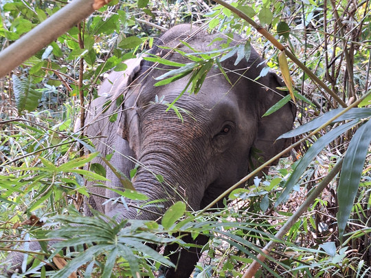 Karen Hilltribe Elephant Sanctuary-Mae Win必去景点
