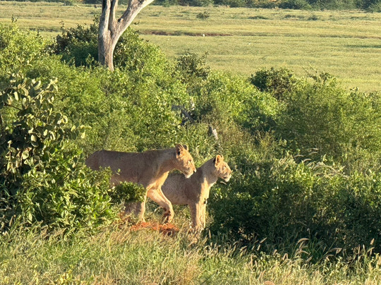 Richy Safaris Kenya-瓦塔木必去景点