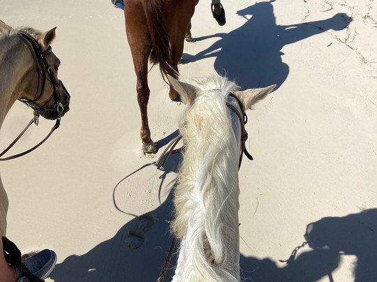 Seaside Stables Anguilla-West End Village必去景点