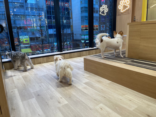 Dog Cafe Rio Akihabara-千代田区必去景点