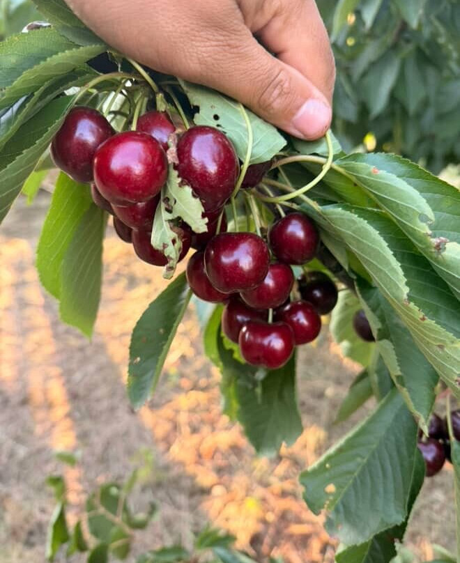 Cherryhill Orchards-Wandin East必去景点