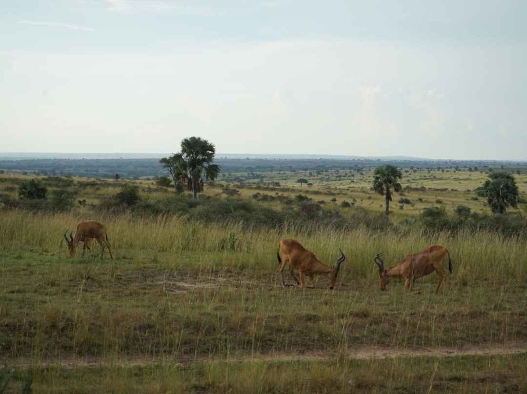 Salt Holidays-坎帕拉必去景点