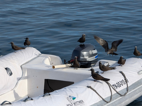 Rolf Wittmer & Tip Top Travel - Galapagos Cruises-阿约拉港必去景点