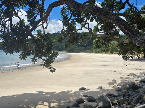 New Chums Beach-Whangapoua必去景点