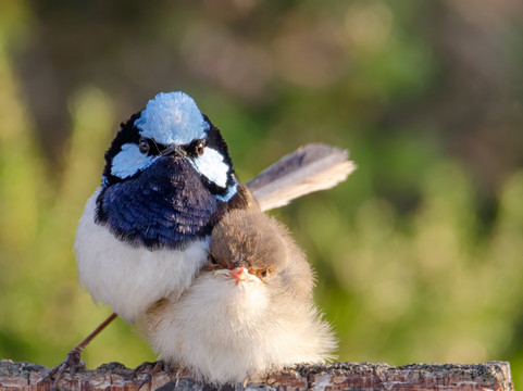 The Western Treatment Plant-韦里比必去景点