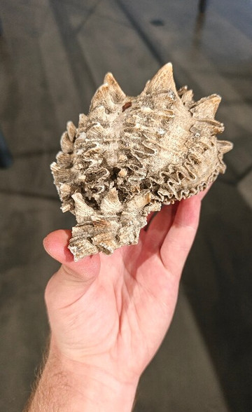 Museo Pumapungo-昆卡必去景点