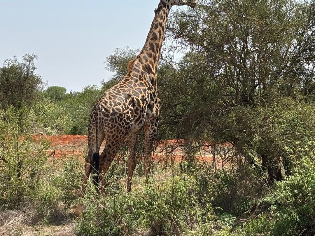Azmina Tours & Safaris - Sheriffo-马林地必去景点
