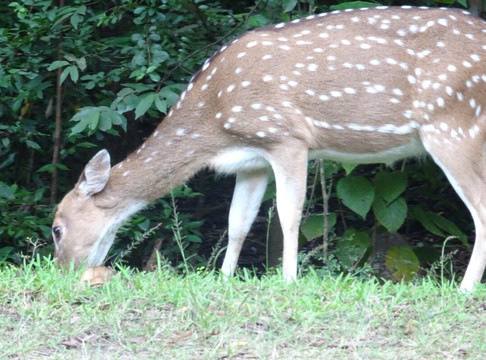 Royal Kandy tours-康提必去景点