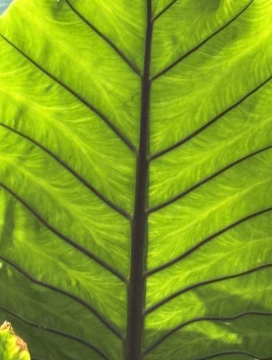 Blue Haven Resort - All-Inclusive-官方