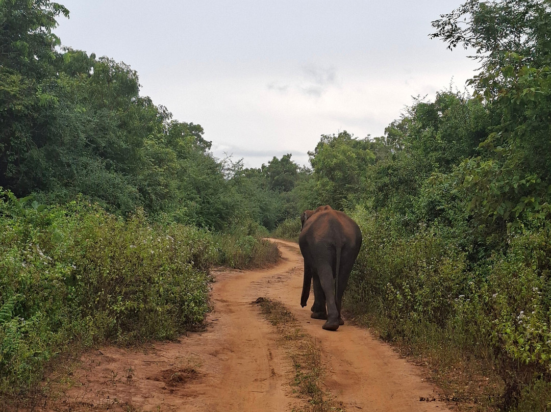 Wilderness Safari Udawalawe-乌达瓦拉瓦必去景点