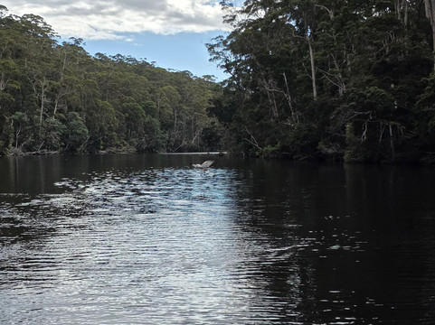 Arthur River - A R Reflections River Cruises-Arthur River必去景点