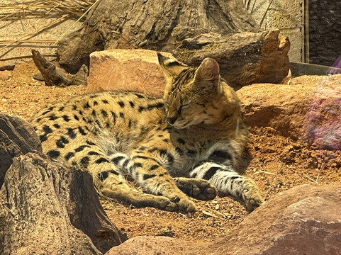 Marwell Zoo-温彻斯特必去景点