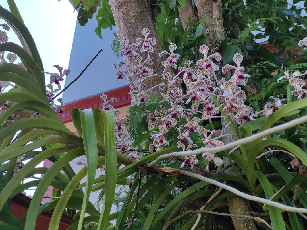 Madakaripura Waterfall-庞越必去景点