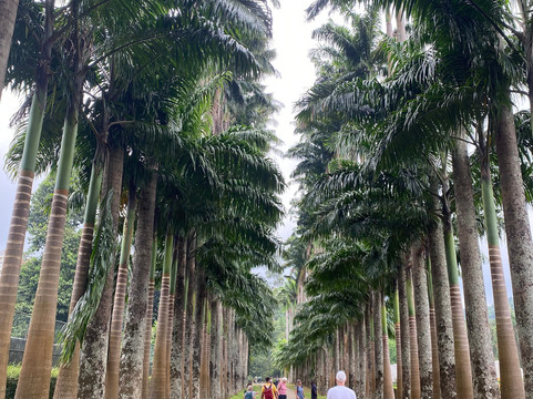 Bee Travels-康提必去景点