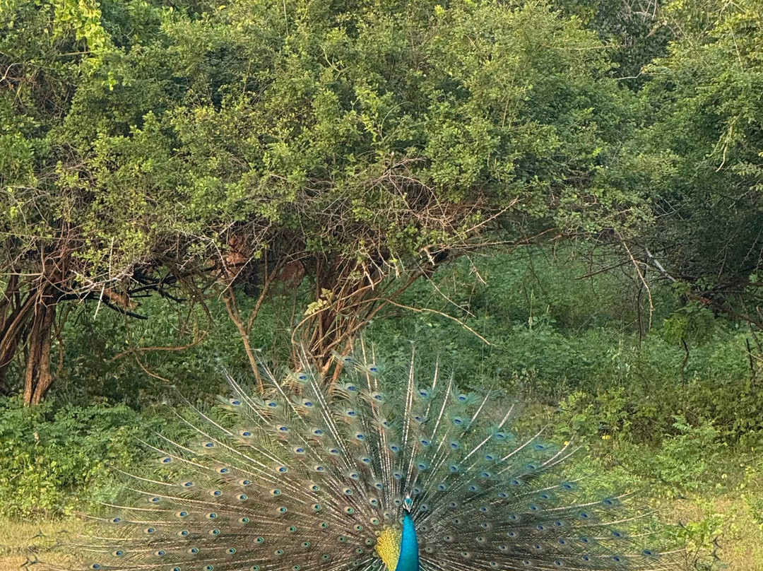 Yala Yewon  Tours-蒂瑟默哈拉默必去景点