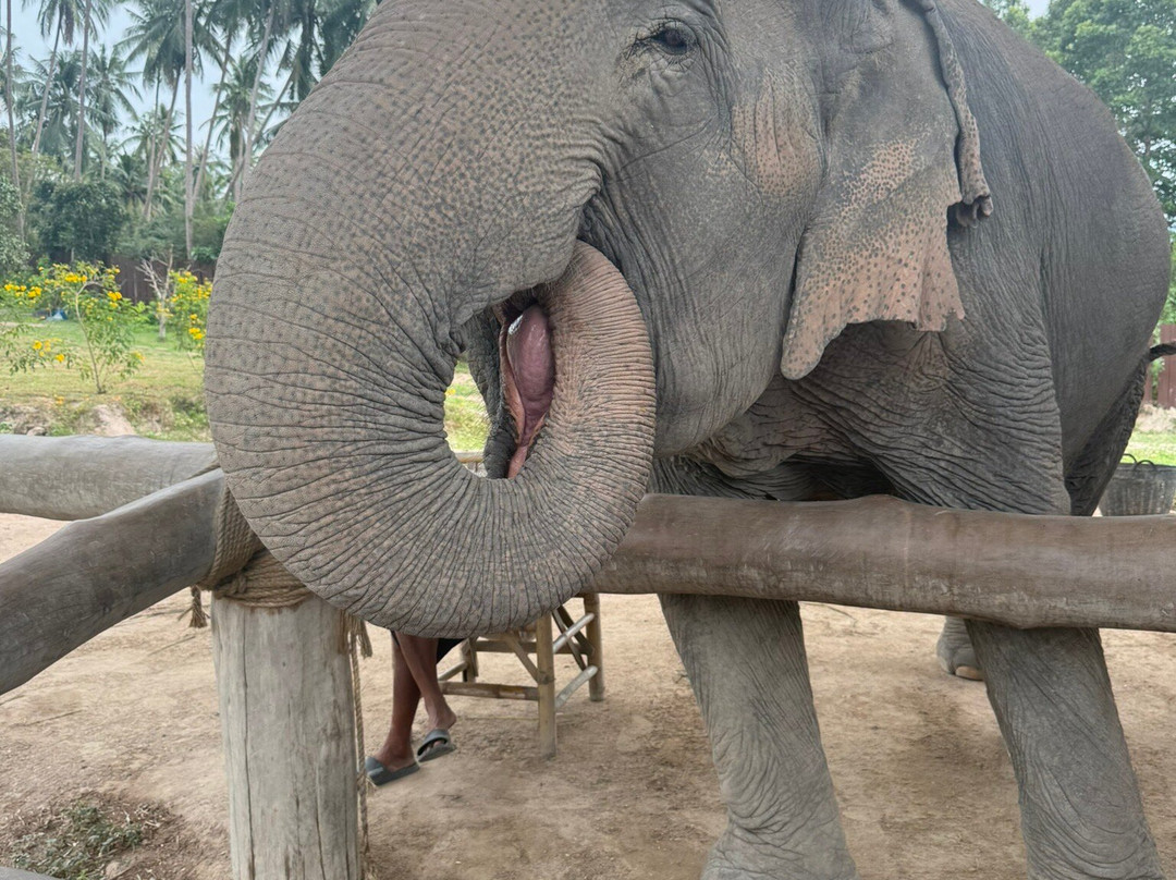 Samui Elephant Sanctuary-波普特必去景点