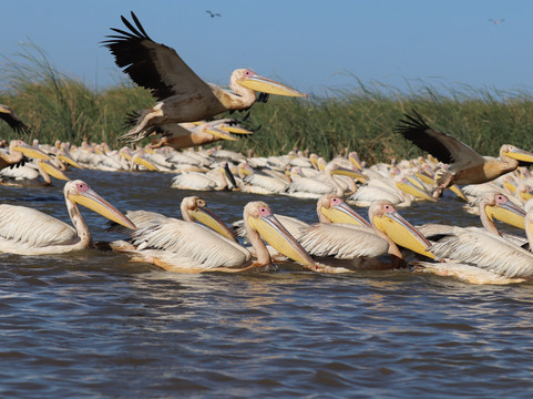 朱吉鸟类保护区-圣路易必去景点