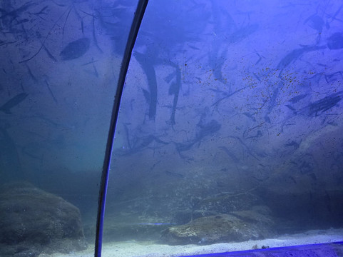 Deep Sea World-北昆斯费里必去景点