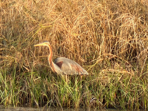 威拉瓦达尔黑羚野生动物园旅馆主图