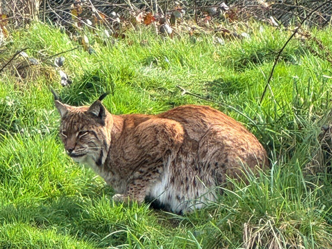 Dartmoor Zoological Society-Sparkwell必去景点