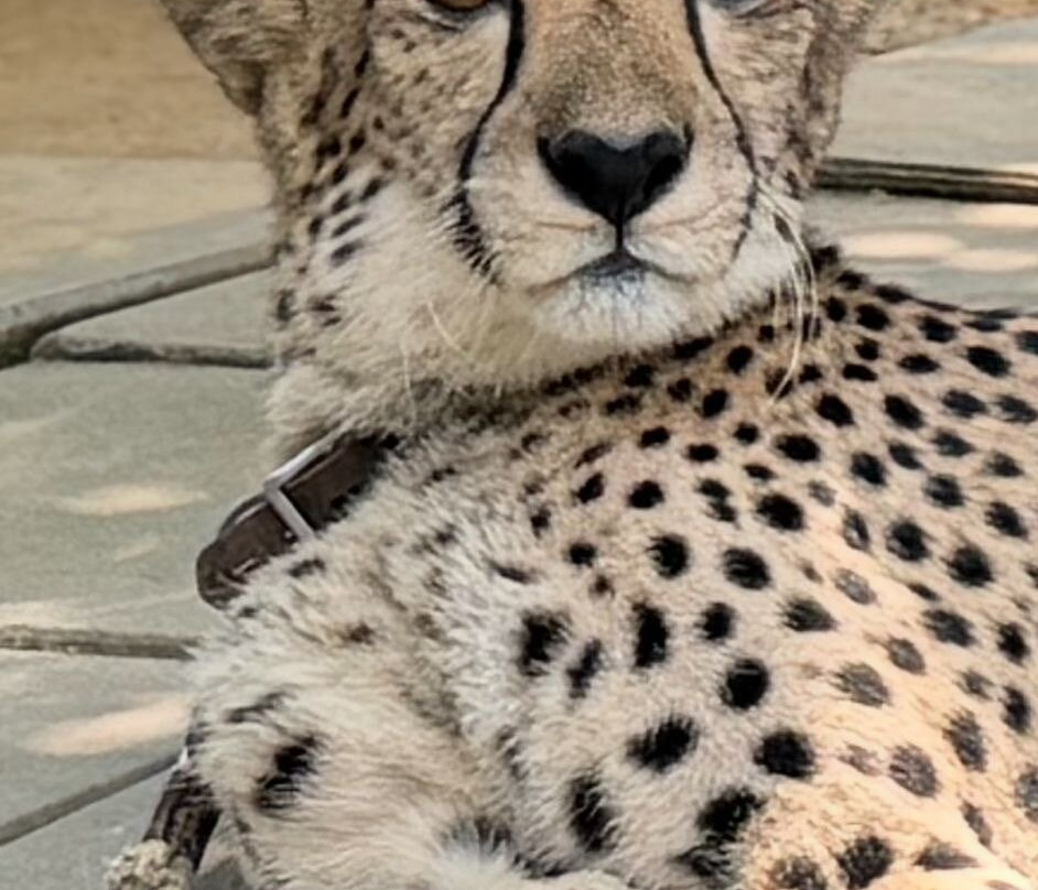 Hua Hin Safari-华欣必去景点