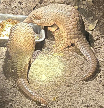 Cardamom Mountains-戈公必去景点