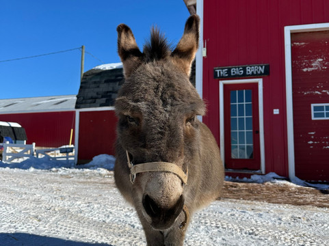 Island Hill Farm Inc-Hampshire必去景点