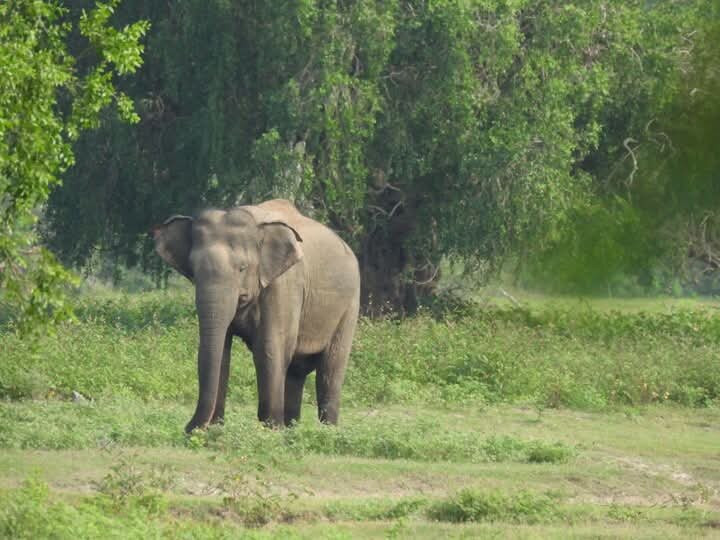 Romana Lanka Yala Tours-蒂瑟默哈拉默必去景点