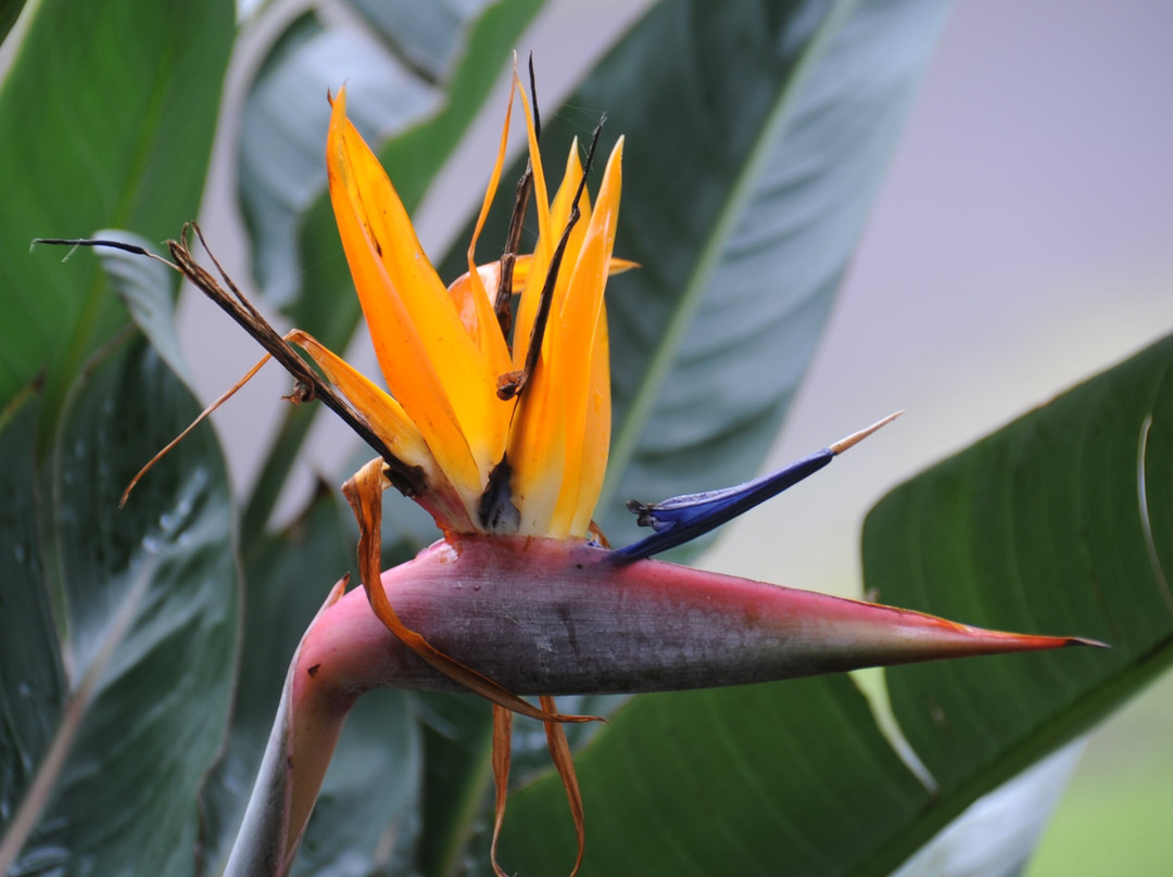 Jardim Botânico António Borges-蓬塔德尔加达必去景点