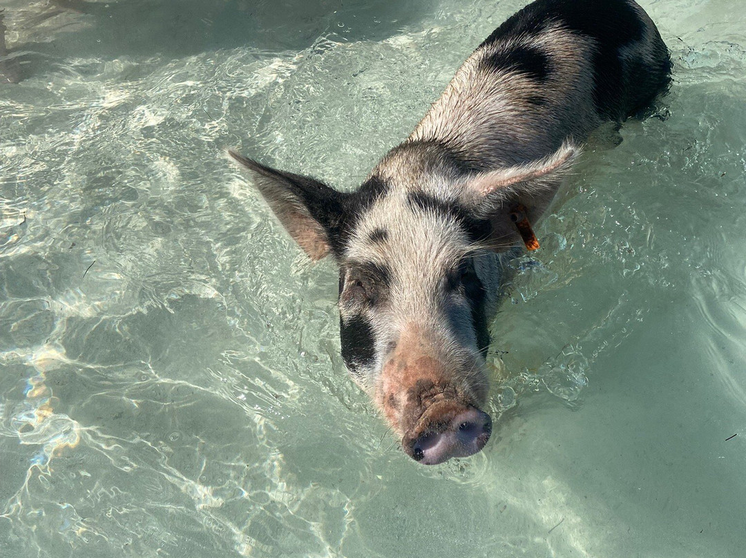 Pig Beach-大埃克苏马必去景点